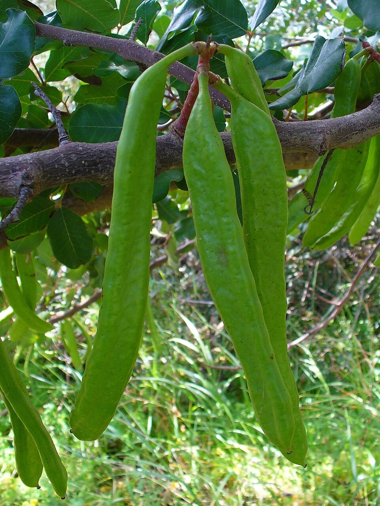 [0000001574] ALFARROBA PÓ - CAROB HOUSE