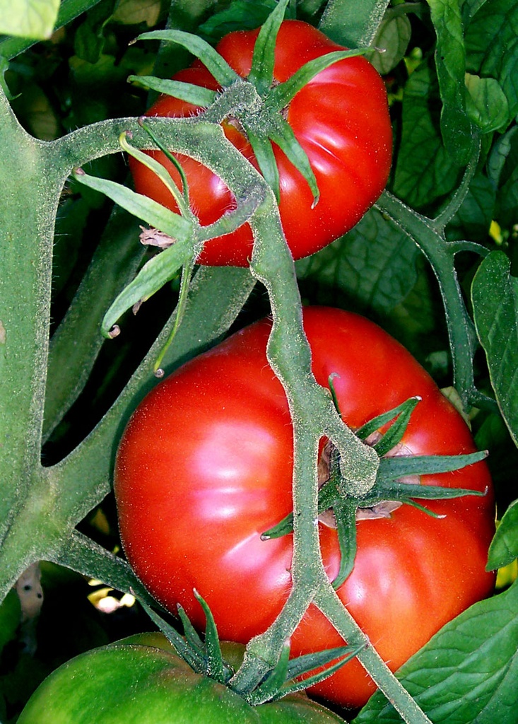 [0000000249] TOMATE ITALIANO ORGANICO - CAISP