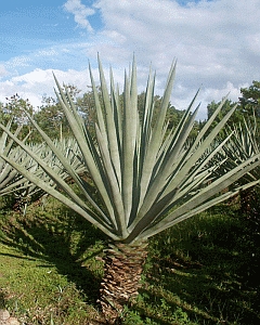 [0000003527] AGAVE CALDA - JASMINE