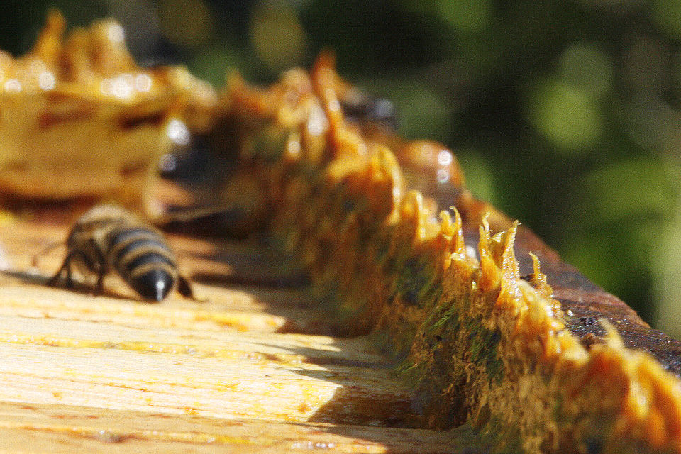 [0000005509] EXTRATO PROPOLIS - KORIN