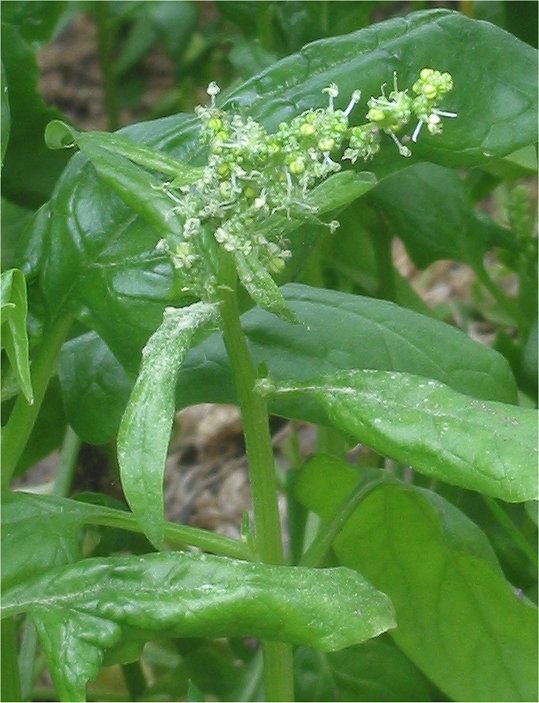 [0000006747] ESPINAFRE ORGANICO FLOWPACK - CAISP