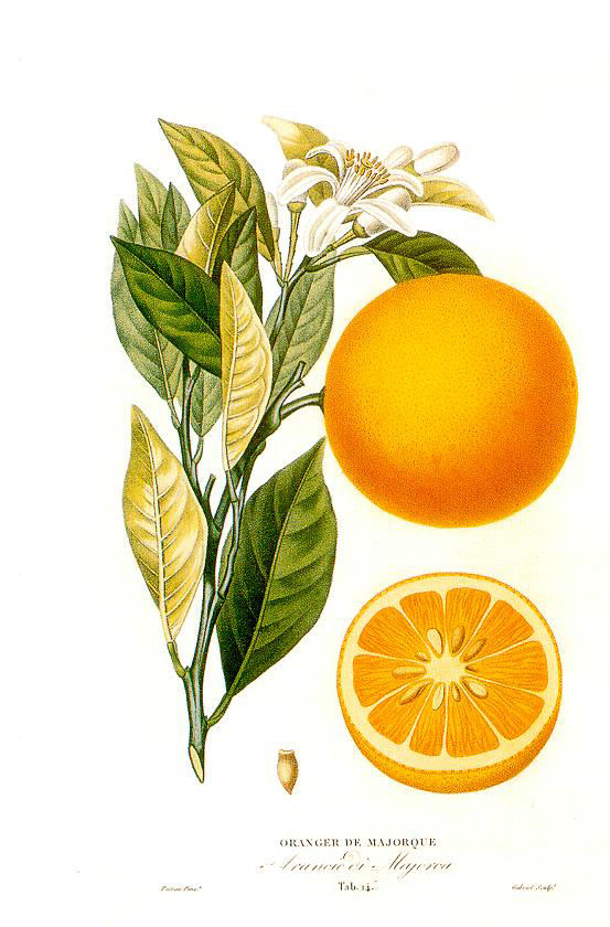 [0000006625] PÃO BEIJO ORG. (ROXO/LARANJA) - RANCHO ORGANICO