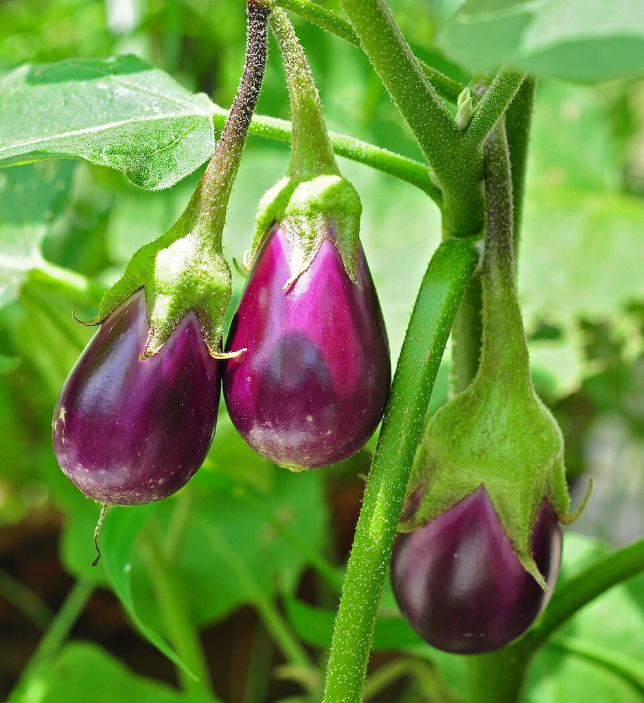 [0000006680] CAPONATA DE BERINJELA - RANCHO ORGÂNICO