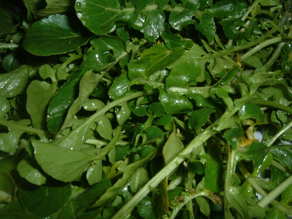 [0000006736] AGRIÃO ORGANICO FLOWPACK - CAISP