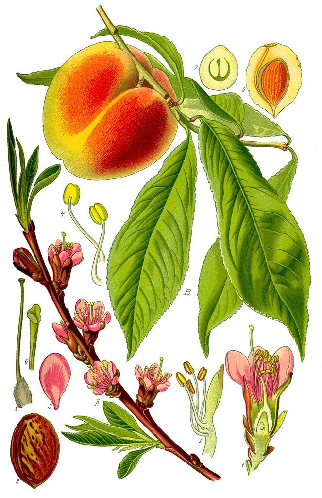 PESSEGO ORGANICO - RANCHO ORGÂNICO