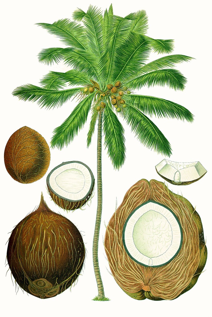 [0000006833] TCM OLEO DE COCO- COPRA