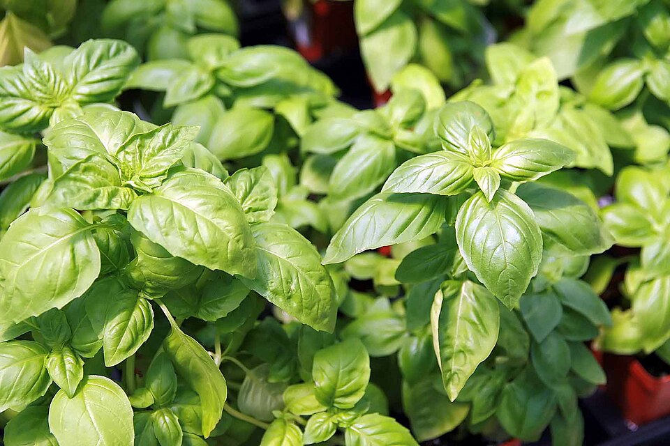 [0000006837] MANJERICAO ORGANICO FLOWPACK - CAISP