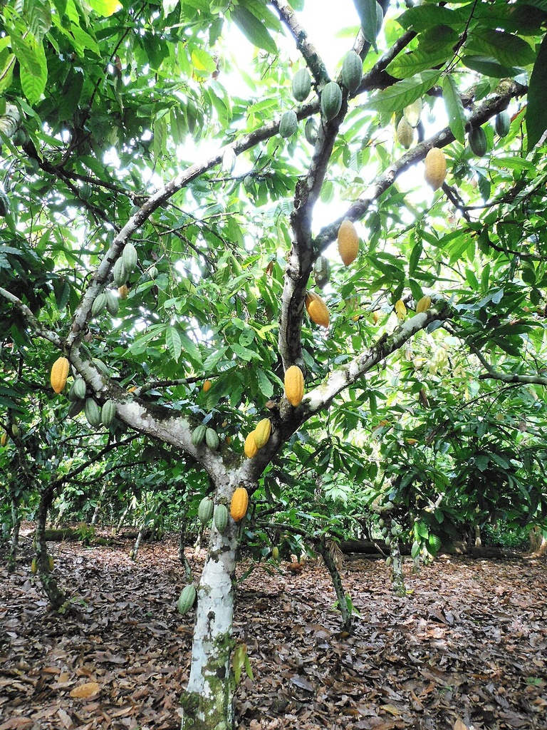 [0000007043] CACAU EM PO ORGANICO AMMA -  RANCHO ORGANICO