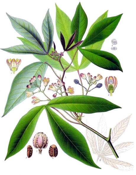 [0000007045] FARINHA MANDIOCA TORRADA- BIORGANICA