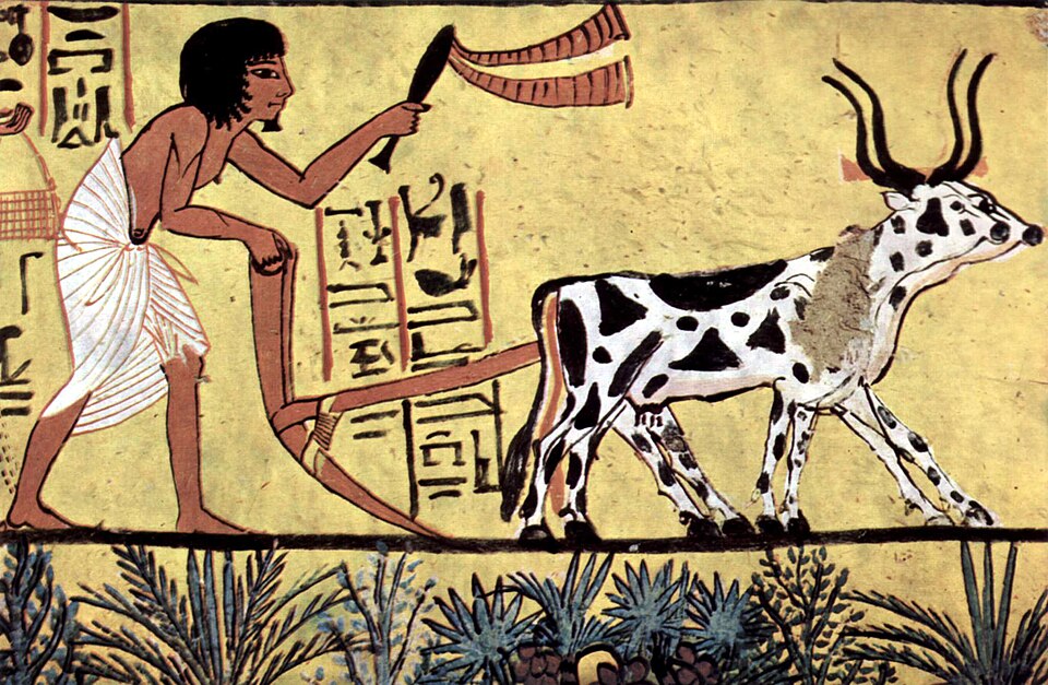 [0000007057] CARDAMOMO -  BOMBAY