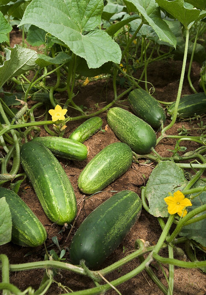 [0000007038] PEPINO JAPONES ORGANICO - RANCHO