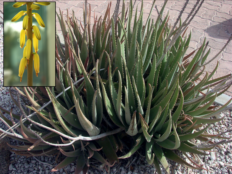 [0000007236] ALOE VERA GEL