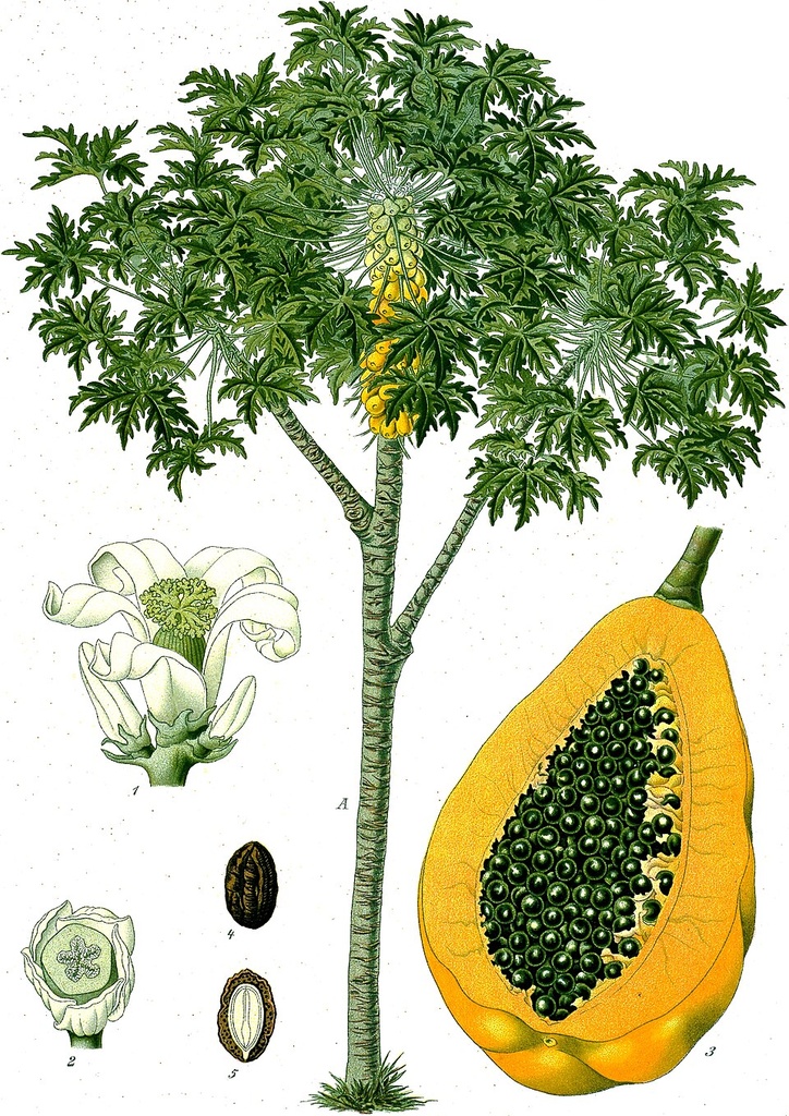 MAMAO PAPAYA ORGANICO GRANEL