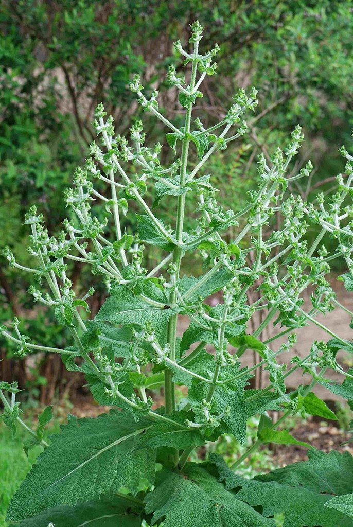 [0000006893] CHIA EM GRÃO ORGANICA - RANCHO ORGANICO
