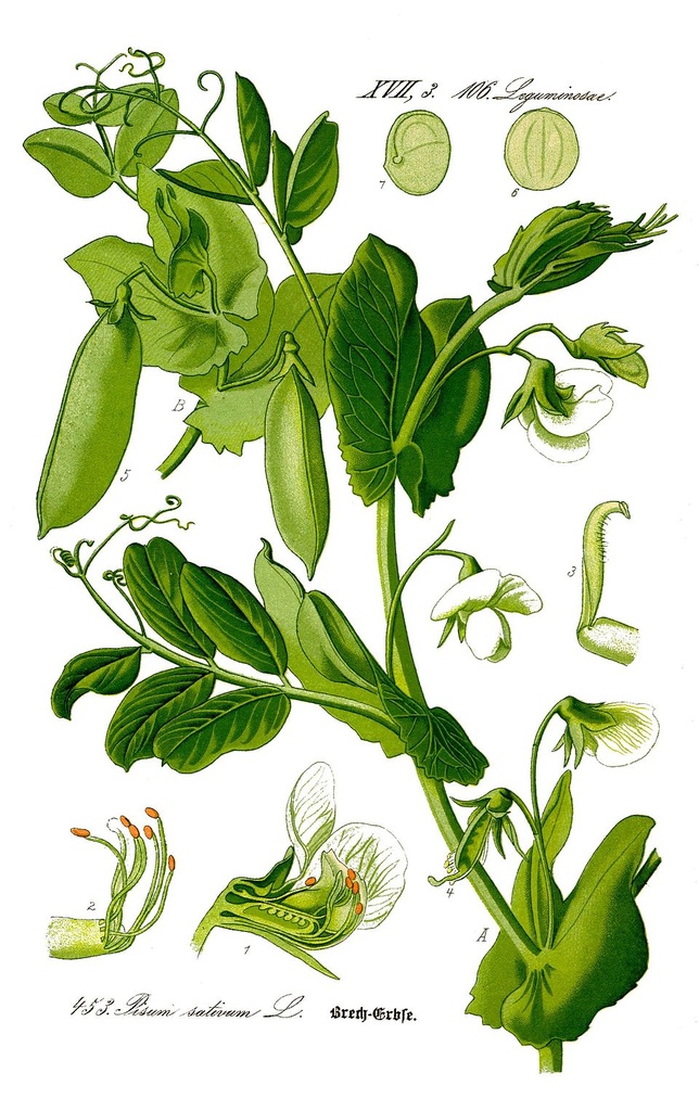 [0000007163] ERVILHA TORTA - GO GREEN