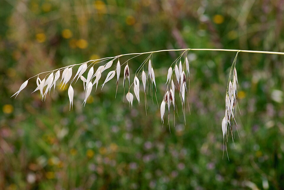 [0000007194] AVEIA FLOCOS ORGANICA  - RANCHO ORGANICO