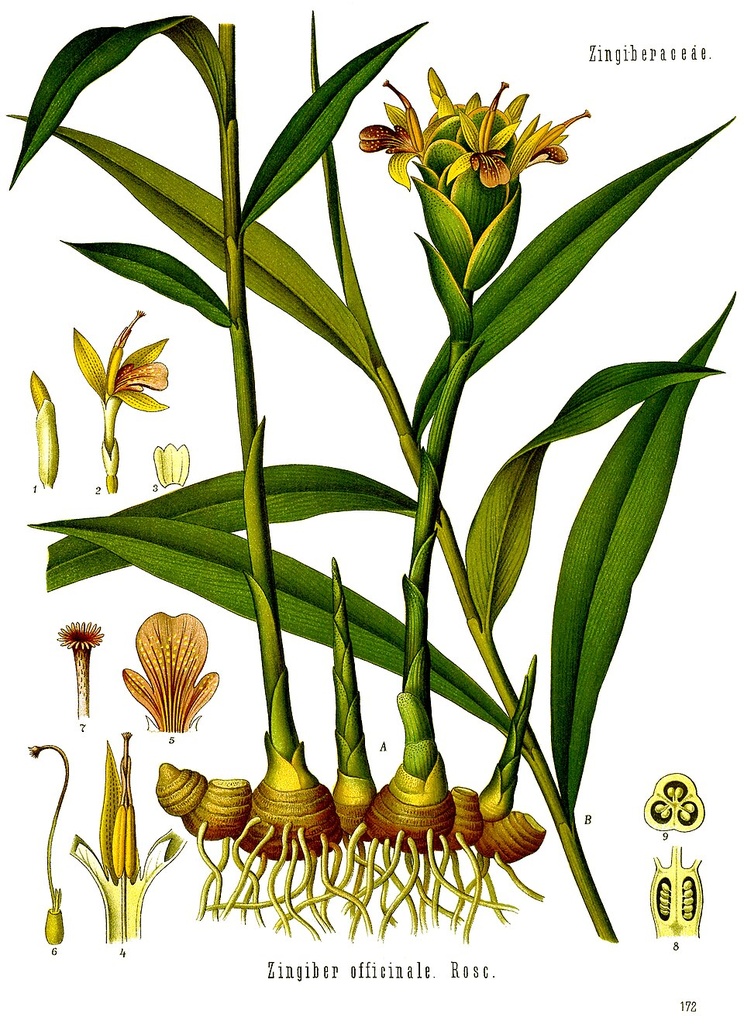 [0000006960] GENGIBRE CRISTALIZADO - DA NATUREZA