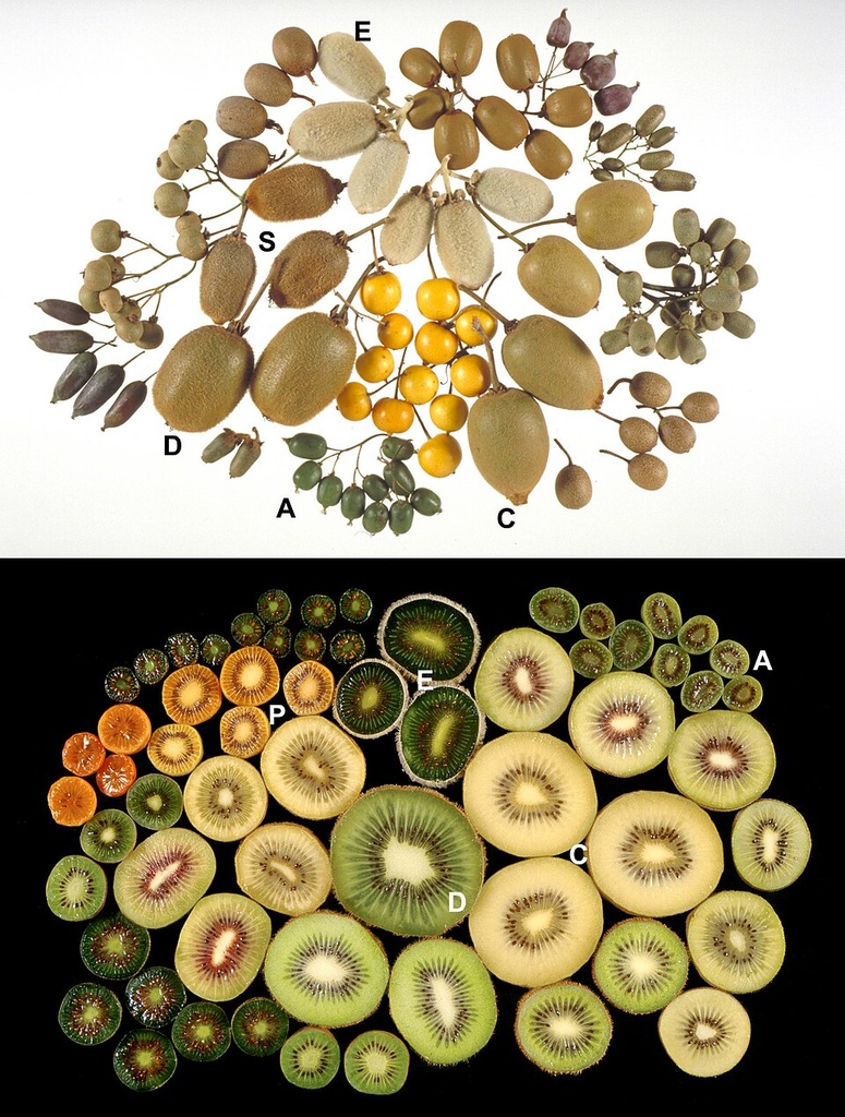 [0000007251] KIWI  ORGANICO - RANCHO ORGANICO