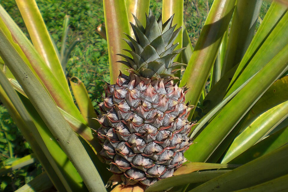 [0000000902] ABACAXI ORGANICO M - TERRA FRUTAS
